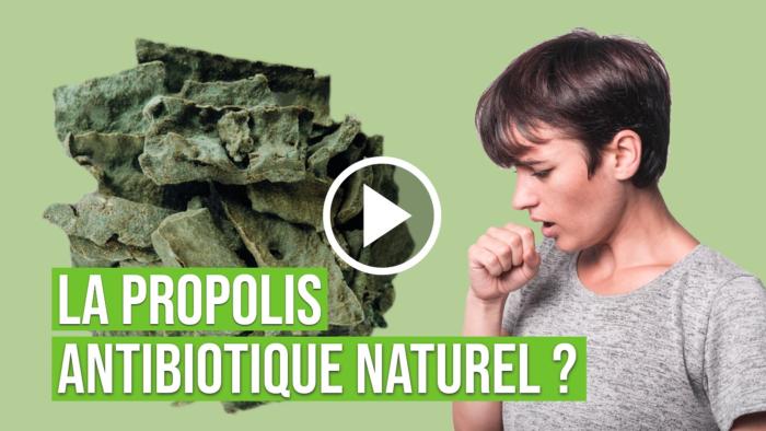 La propolis, antibiotique naturel ?