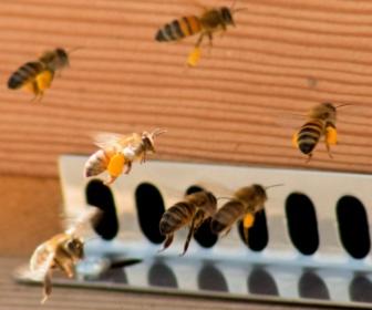Bees returning to the hive