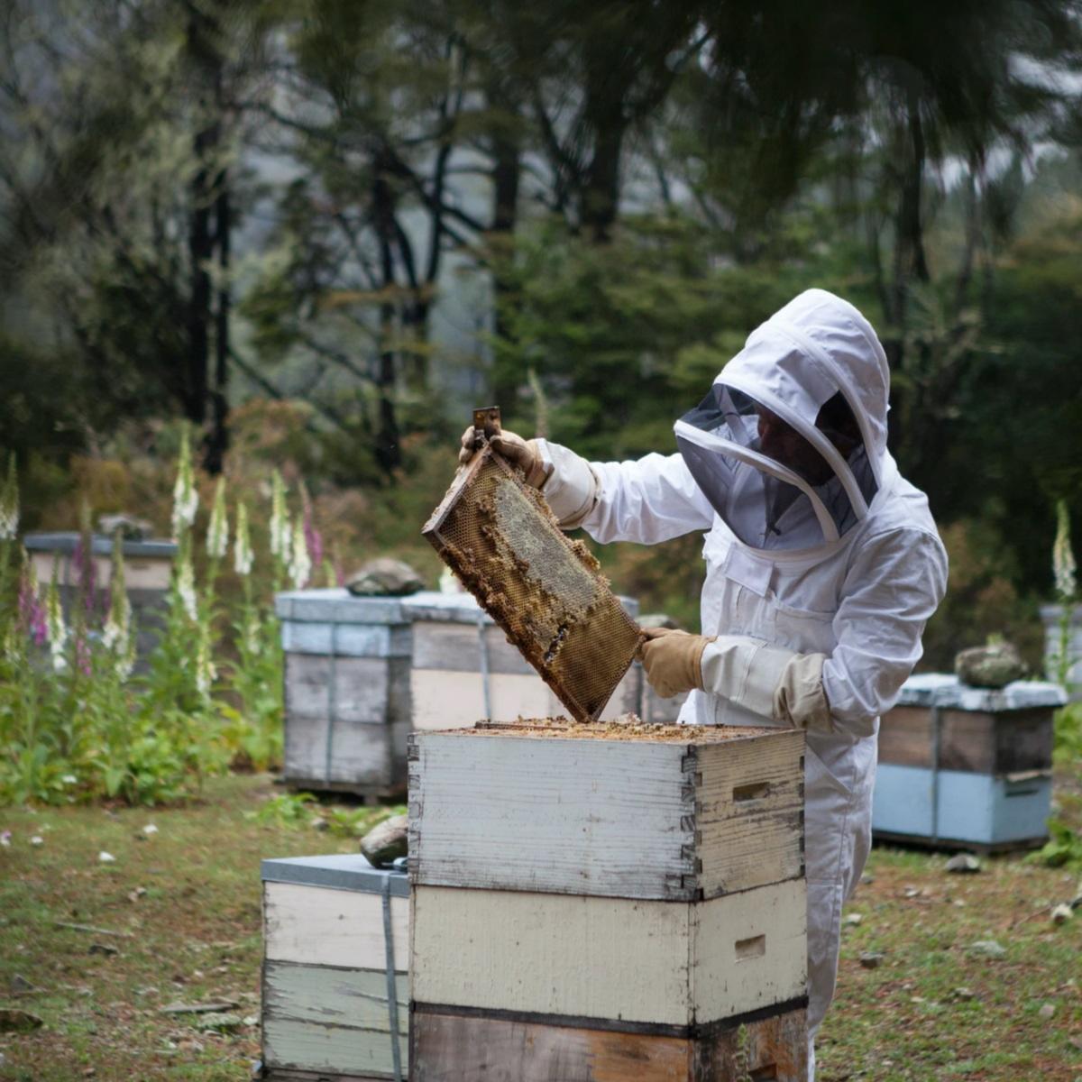 Le meilleur des produits de la ruche par Ariste