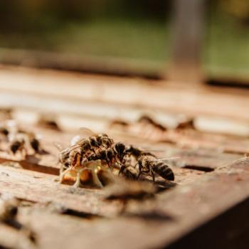 Proprits de la propolis primeur Ariste sur les infections de la sphre ORL