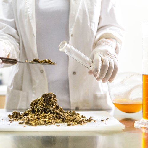 Propolis, une origine  contrler