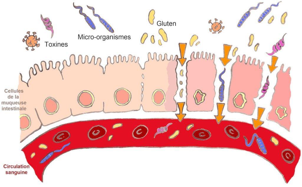 Le pollen de ciste pour renforcer la barrière intestinale