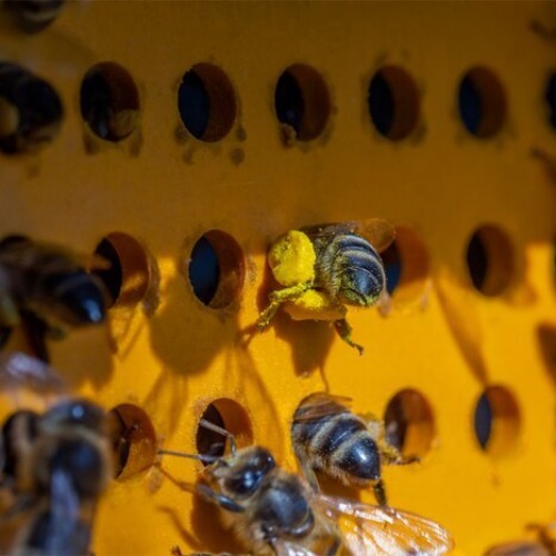 Comment conserver intact les proprits du pollen frais ?