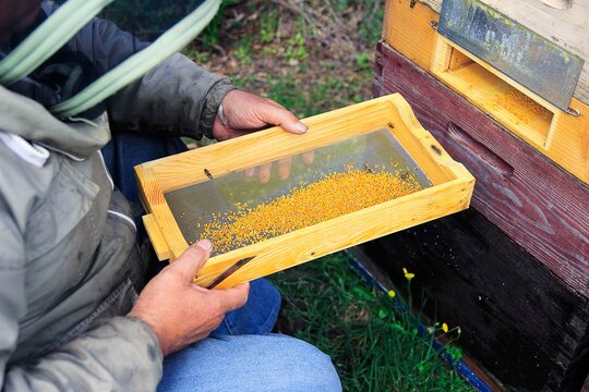 Apiculteur prend une trappe  pollen