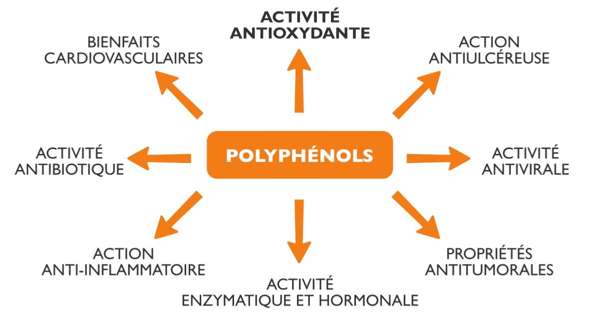 Proprits des polyphnols du pollen frais