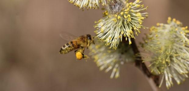 Abeiille récolte le pollen avant de le rapporter à la ruche