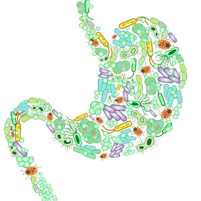 La dysbiose est souvent le point de départ d’autres pathologies digestives