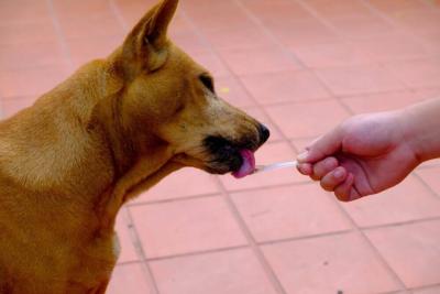 Chien qui lche du miel