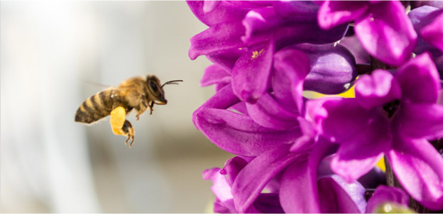 Abeiille récolte le pollen avant de le rapporter à la ruche